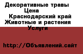 Декоративные травы  › Цена ­ 150 - Краснодарский край Животные и растения » Услуги   